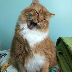 Meet your Posher, Paula